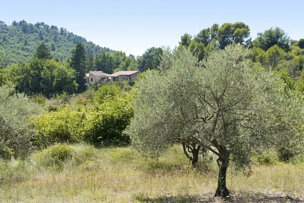 Paesaggio rurale in Provenza con uliveto e cottage, a sud di — Foto Stock