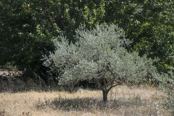 Olive tree op een weide in de Provence, Zuid Frankrijk — Stockfoto