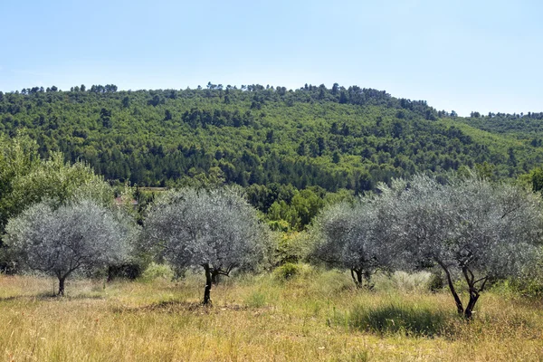 Provence, Güney Fransa, Luberon yeniden zeytin ağaçları ile çayır
