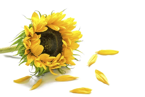 Sunflower and some petals isolated on white — Stock Photo, Image