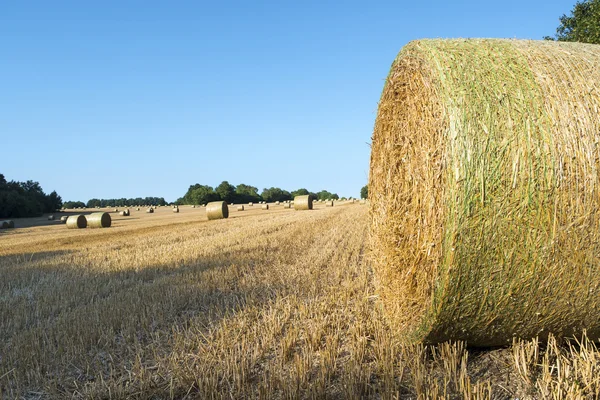 Balle di paglia dopo raccolto su un campo — Foto Stock