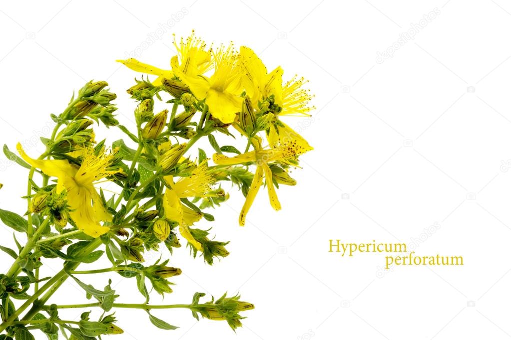 Yellow flower of St. John's wort, Hypericum perforatum, isolated