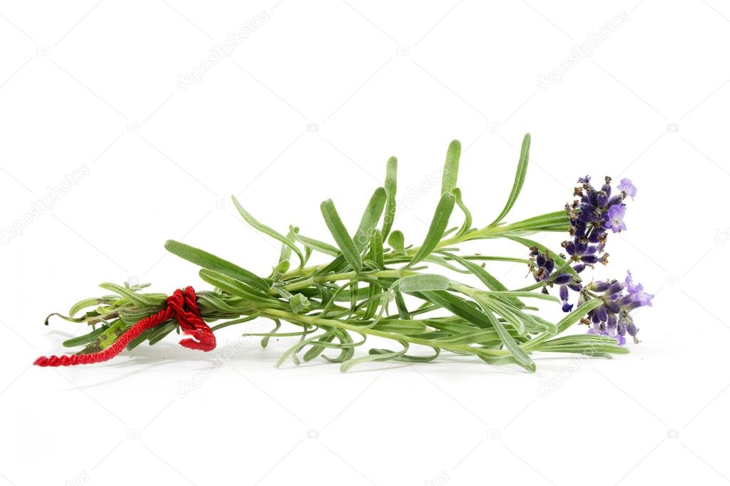 bunch of lavender isolated on white  