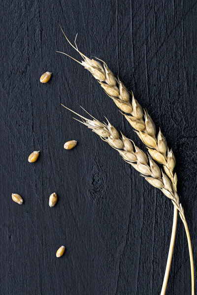 Пшеничные уши и семена на черном дереве
