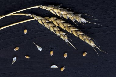 Wheat ears and seed on dark  wood clipart