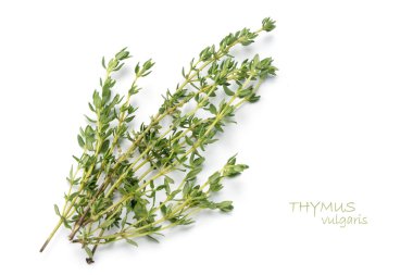 beyaz izole taze yeşil kekik, Thymus vulgaris
