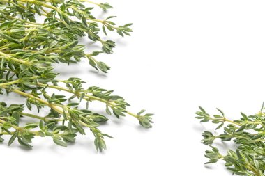 taze yeşil kekik, Thymus vulgaris, iki köşe üzerinde izole bir