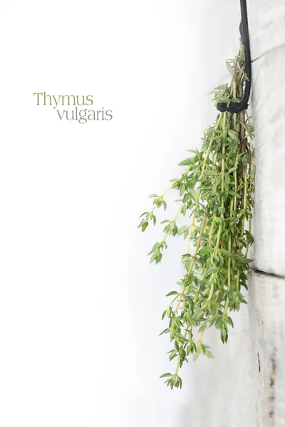 Verse groene tijm, Thymus vulgaris, hangen om te drogen op een heldere w — Stockfoto