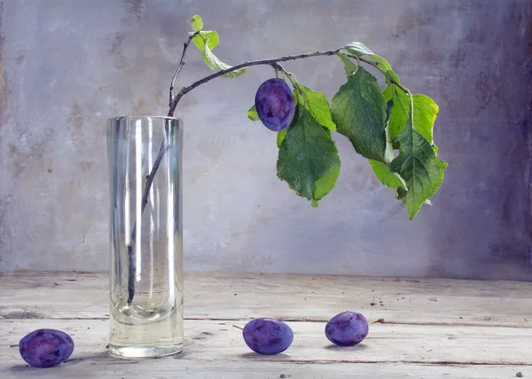 Última ameixa em um ramo em um vaso de vidro na madeira rústica — Fotografia de Stock