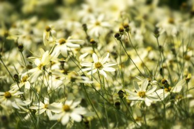 tickseed or Coreopsis verticillata or Moonbeam with bright yello clipart