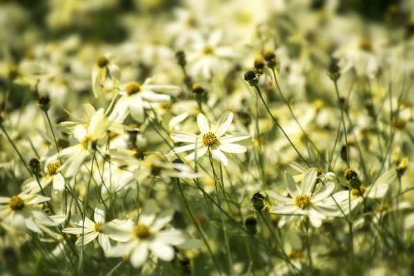 Или Coreopsis verticillata или Moonbeam с ярким желтком — стоковое фото