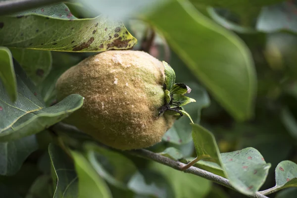 Portugal coing ou poire coing dans l'arbre — Photo