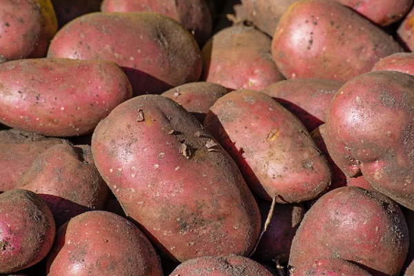 Rode aardappelen vers geoogst uit het veld naar de markt — Stockfoto