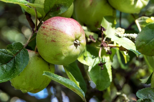 Manzanas en el árbol en el huerto, tiempo de cosecha de frutas —  Fotos de Stock