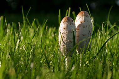two young shaggy ink caps (Coprinus comatus) in the sunny grass clipart