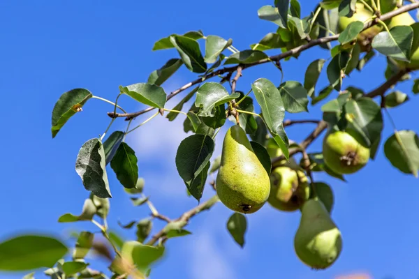 Päron som hänger på trädet mot den blå himlen — Stockfoto