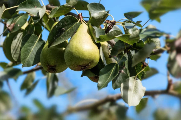 Pears hanging from a branch on the tree in the orchard — Stock Photo, Image