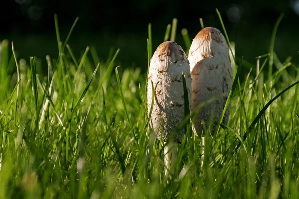 Dvě mladé shaggy inkoustu čepice (Hnojník) do prosluněného trávníku — Stock fotografie