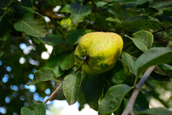 Portugal quince or pear quince in the tree (Cydonia oblonga) — Stock Photo, Image