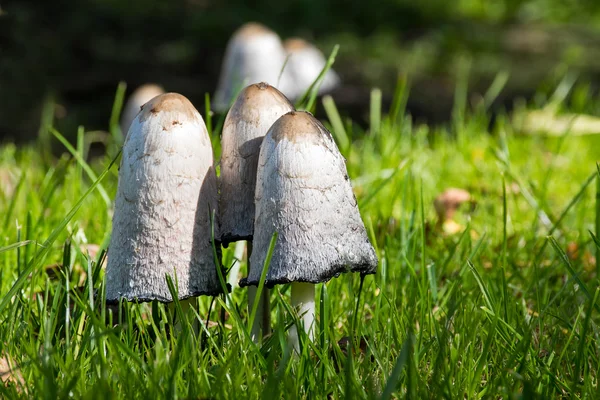 Skupina shaggy inkoustem cepice (Hnojník) v trávě — Stock fotografie
