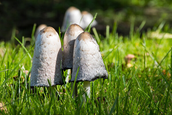group of shaggy ink caps (Coprinus comatus) in the grass