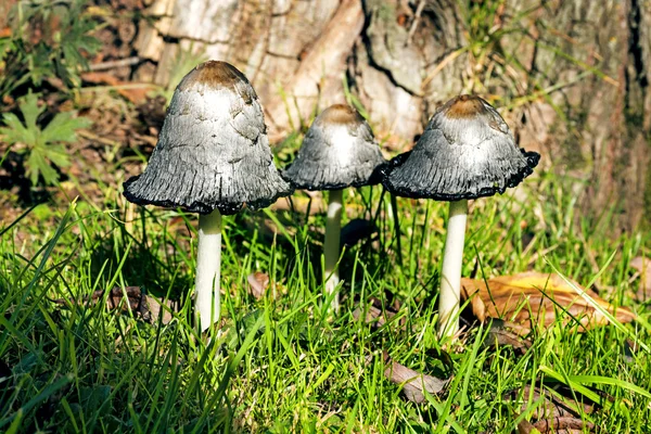 Group of shaggy ink caps (Coprinus comatus) in front of a tree — Stock Photo, Image