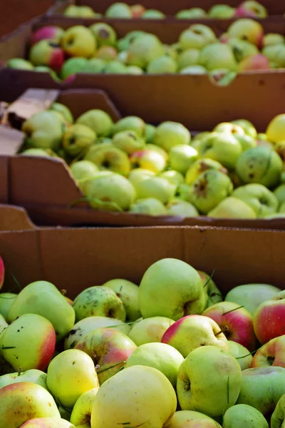 Colheita de maçã, muitos frutos inesperados recolhidos em bo de papelão — Fotografia de Stock