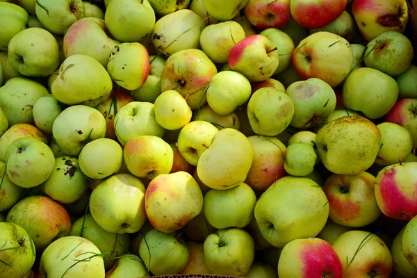 Pommes biologiques non lavées, fond — Photo