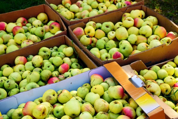 Apfelernte, Kisten voller Erträge für die Produktion von Fr — Stockfoto