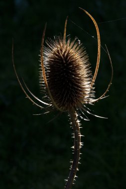 Thistle teasel (Dipsacus fullonum) arkadan aydınlatmalı