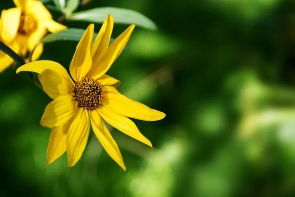 Yellow perennial sunflower (Helianthus) against  blurry green ba — Stock Photo, Image