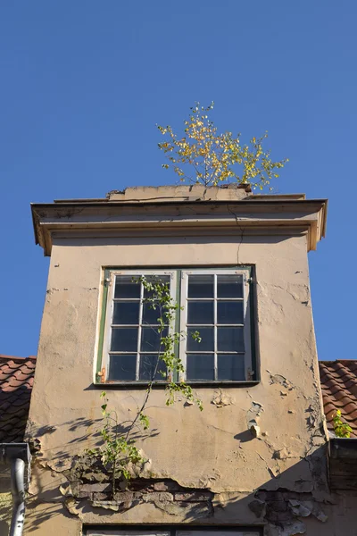 Natuur veroverde een huis in het oude centrum, dormer met venster — Stockfoto