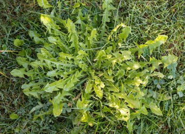 Karahindiba, yaprakların ot çim veya doğal salata