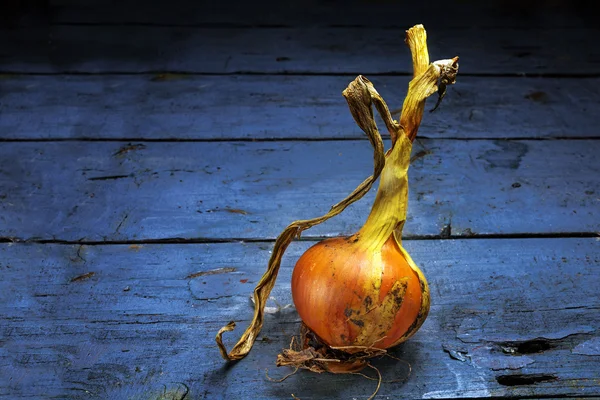 Goldene Zwiebel aus dem Garten auf rustikalem blauem Holz — Stockfoto