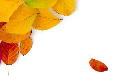 bir köşe arka plan üzerinde beyaz izole olarak renkli sonbahar yaprakları