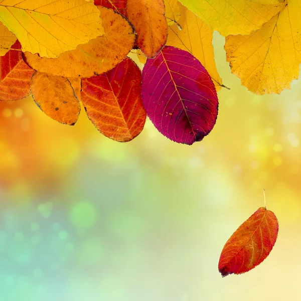 Autumn background with colorful leaves, copy space — Stock Photo, Image