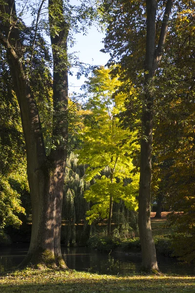 Mohutné staré stromy u rybníka v podzimní park — Stock fotografie