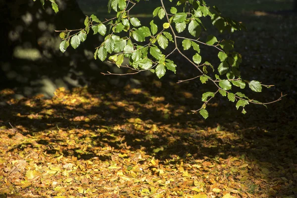 Beech gren med gröna blad över torra hösten lämnar på gr — Stockfoto