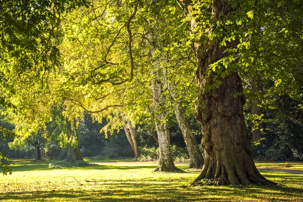 Große alte Bäume im Park im goldenen Licht des Herbstes — Stockfoto