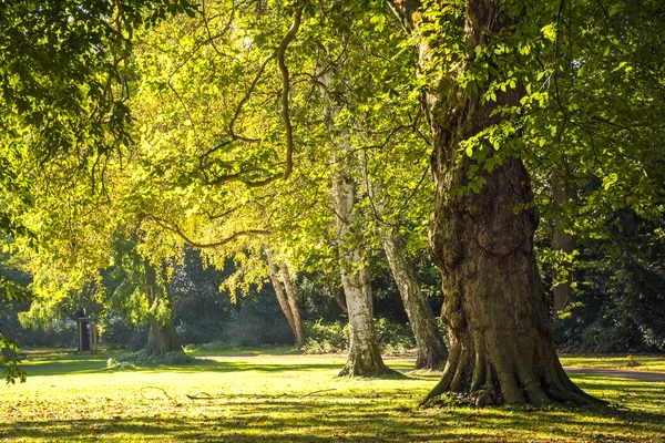 Large old trees in the park in the golden light of autumn — Stock Photo, Image