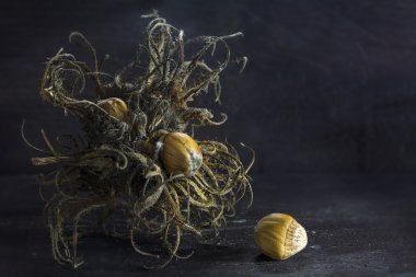 Türk fındık, kıl meyve küme ve karanlık rustik fındık