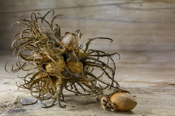 Fiore secco e noci di hasel turco su legno — Foto Stock