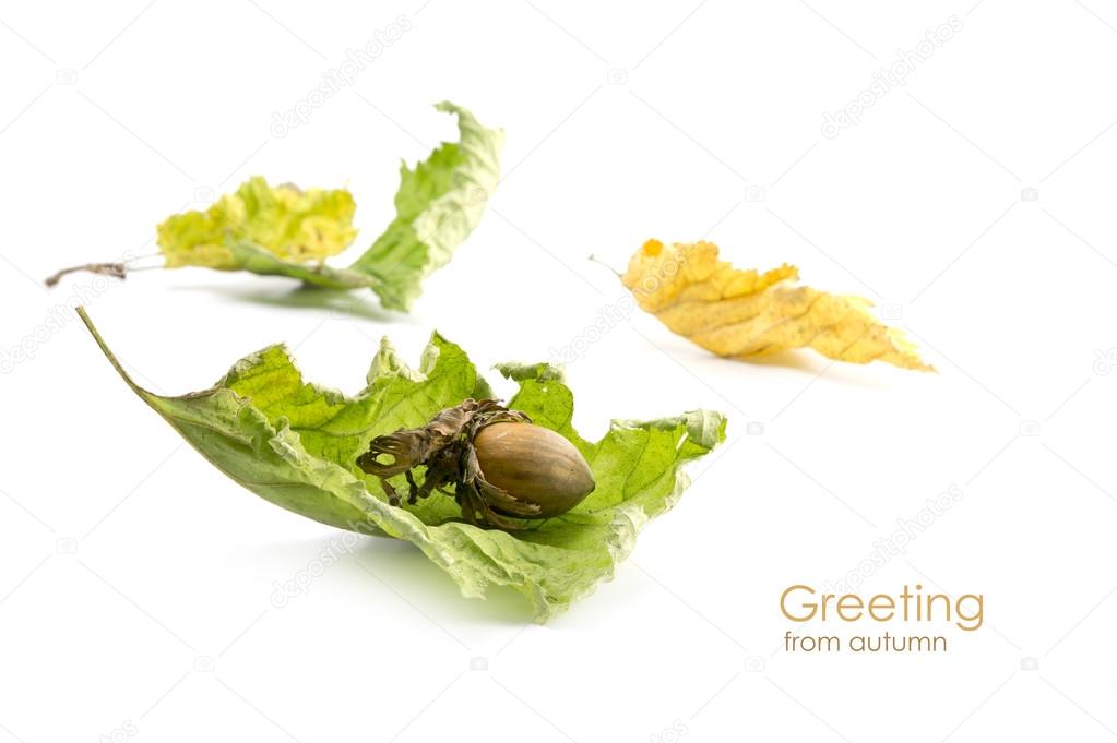 Hazelnut and dry leaves isolated on white, greeting from autumn