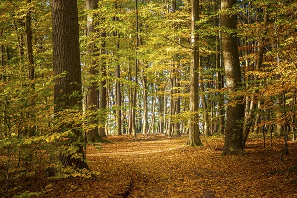 Bosque de hoja caduca en un día soleado de otoño con hojas de colores en t —  Fotos de Stock