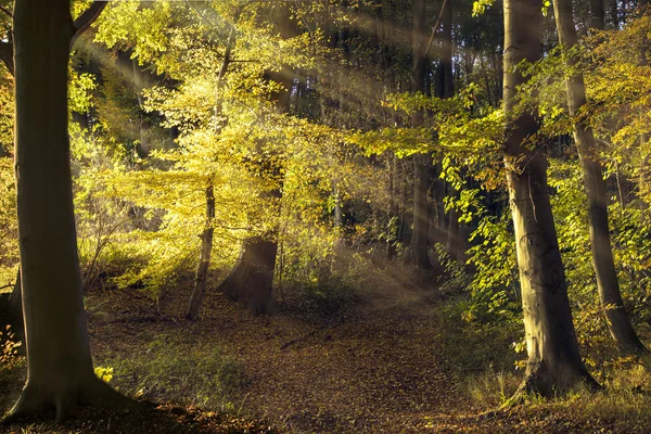 Camino en el bosque viejo con hayas, rayos de sol que brillan throug —  Fotos de Stock