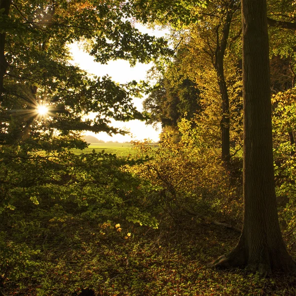 Borde del bosque en otoño con una vista sobre un campo en una tarde soleado un —  Fotos de Stock