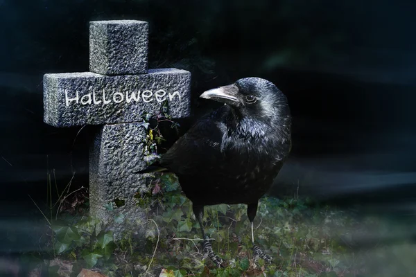 Ворона і кам'яний хрест на кладовищі вночі, Хеллоуїн — стокове фото