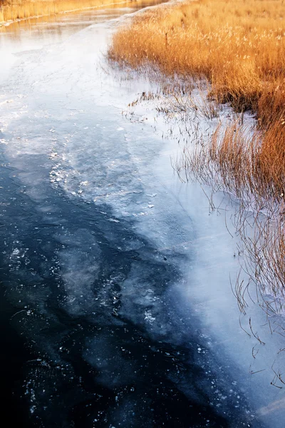 Junco seco dourado na margem do rio azul congelado no inverno com derretimento — Fotografia de Stock