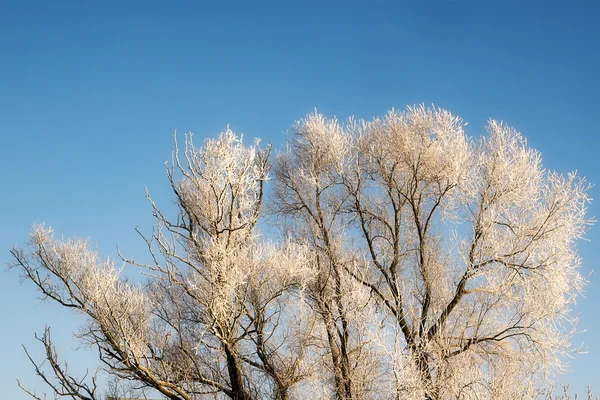 Rami di albero nudi in inverno coperti di neve contro il blu — Foto Stock