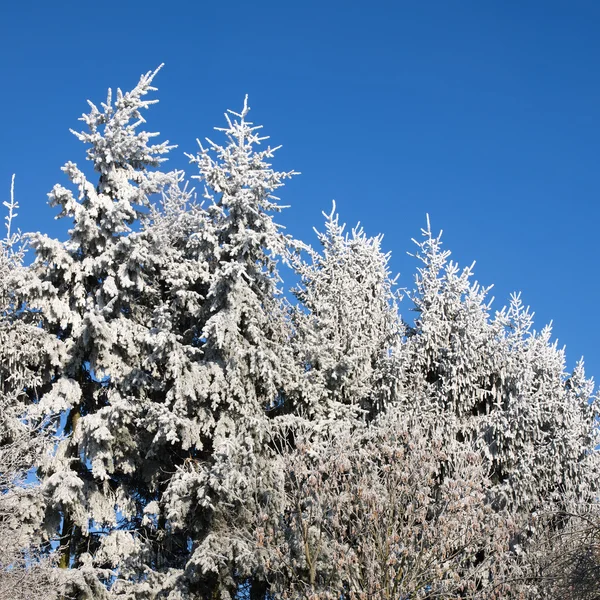 Granar på vintern täckta med snö mot den blå himlen — Stockfoto